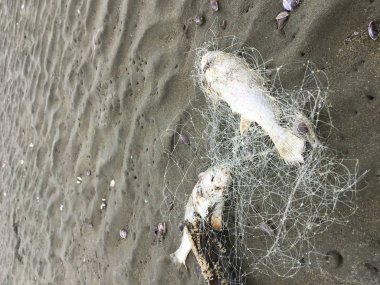 Cesedi ölüm balık balık ağı sahilde sıkışmış