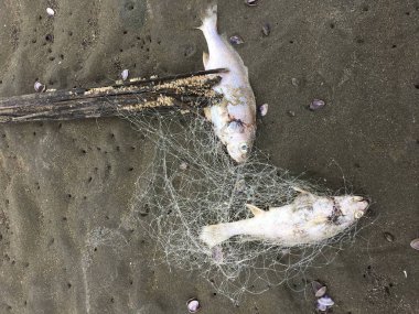Cesedi ölüm balık balık ağı sahilde sıkışmış