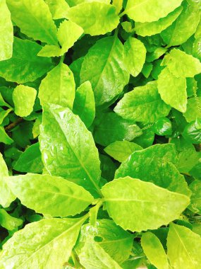 Bahçede yeşil sebzeler