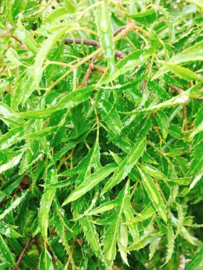 Polyscias fruticosa ya da Ming sarılıcı bırakır