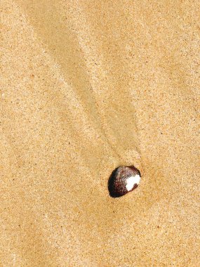 Sarı kum ile sahilde deniz kabuğu