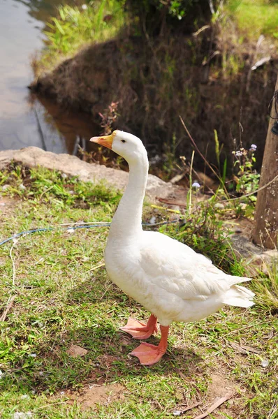 Ganso branco ou pato almíscar na grama verde — Fotografia de Stock