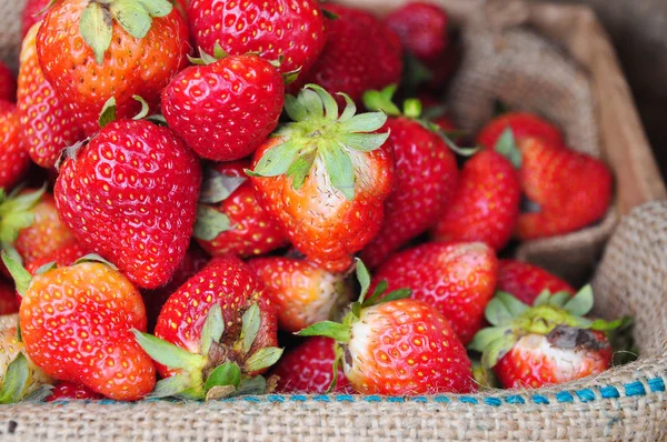 Fresas rojas frescas en saco de arpillera —  Fotos de Stock