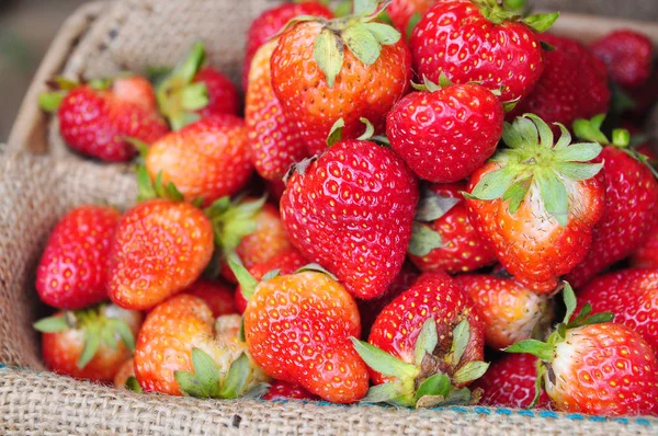 Fresas rojas frescas en saco de arpillera —  Fotos de Stock