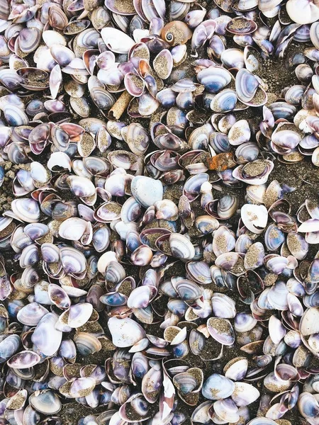 Coquillages et escargot sur la plage de sable — Photo