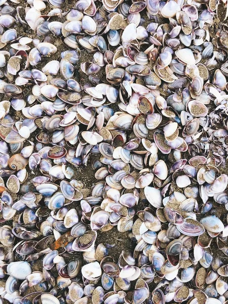 Slak op het zand strand en zeeschelpen — Stockfoto