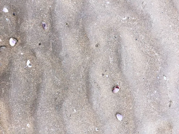 海贝壳和蜗牛在沙滩上 — 图库照片