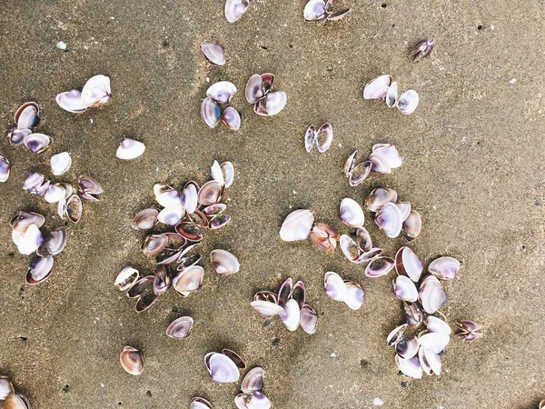 Морские раковины и улитки на песчаном пляже — стоковое фото