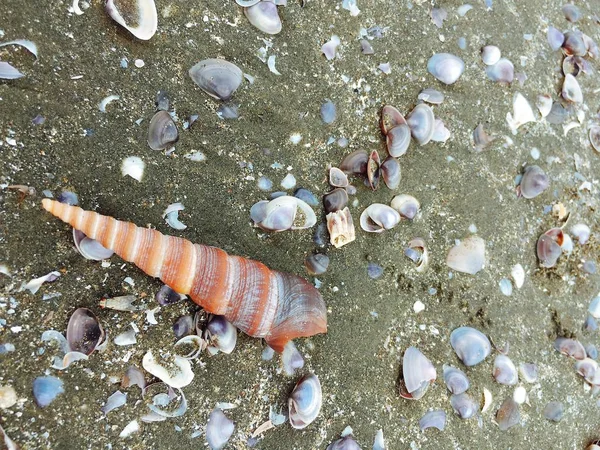 Coquillages et escargot sur la plage de sable — Photo