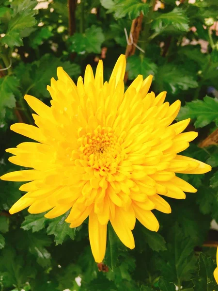 Yellow daisy, chrysanthemum, tansy flower in spring — Stock Photo, Image