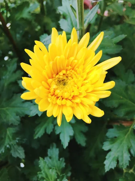 Margarita amarilla, crisantemo, flor de tansy en primavera — Foto de Stock