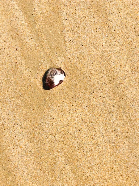 Seashell on the beach with yellow sand — Stock Photo, Image