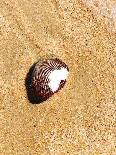 Seashell на пляже с желтым песком — стоковое фото