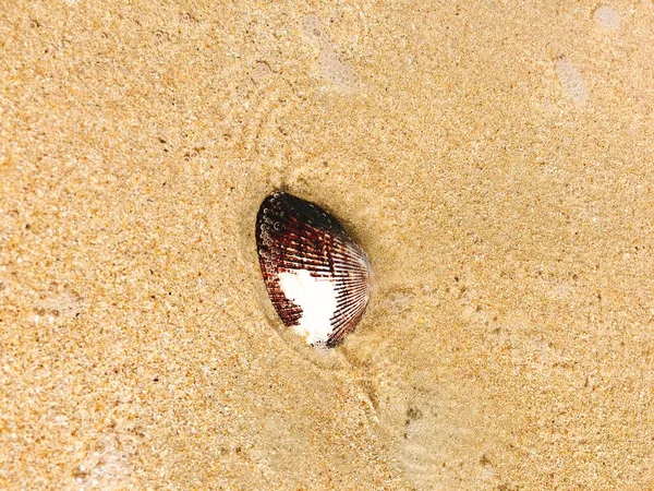 Seashell на пляже с желтым песком — стоковое фото