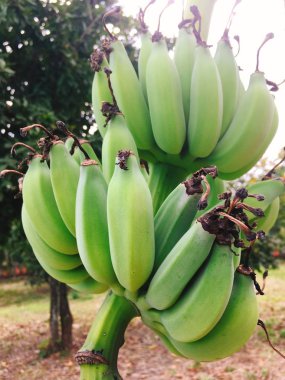 Ağaç bahçe yeşil muz