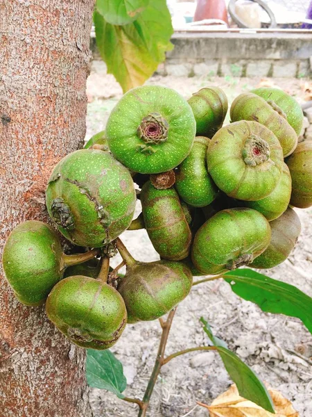 Fruta de higo verde en el árbol en Asia — Foto de Stock