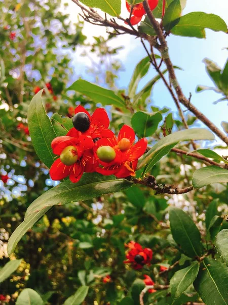 Flor de albaricoque rojo en vacaciones Tet en Vietnam —  Fotos de Stock