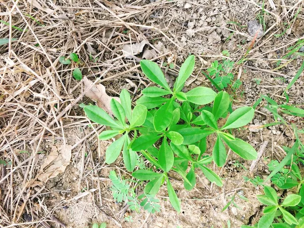 Green bud on the ground — Stock Photo, Image