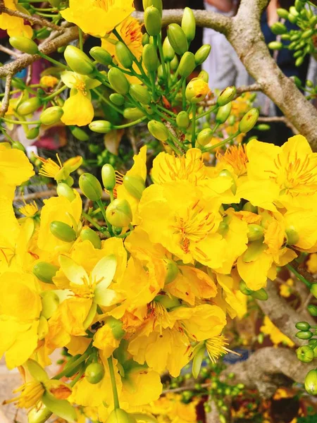 Yellow Apricot flower for Tet holiday in Vietnam — Stock Photo, Image