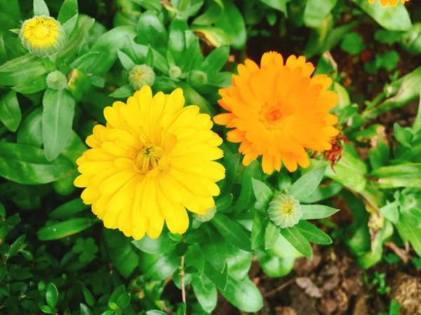 Yellow flower in spring — Stock Photo, Image