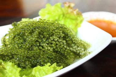 Caulerpa lentillifera yosun bryopsidale yeşil familyasından bir 