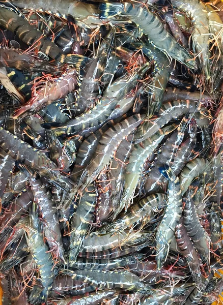 Frische rohe Tigergarnelen im Fischernetz nach der Ernte aus dem Teich — Stockfoto