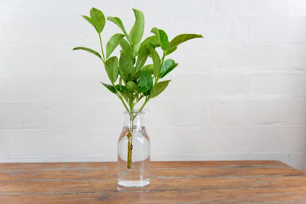 Güzel iş Danışma natürmort