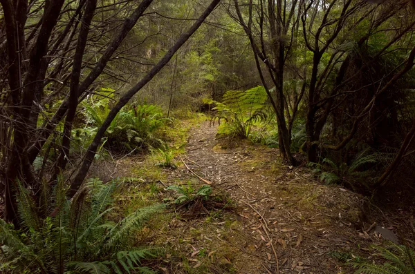 Path Going Through Thick Shrubbery in the Australian bush — Stock Photo, Image