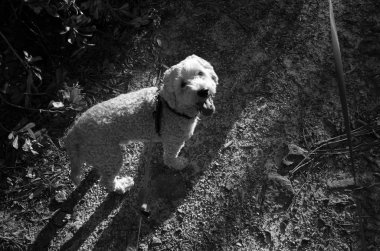 Yukarı kameraya bakarak mutlu gülümseyen köpek