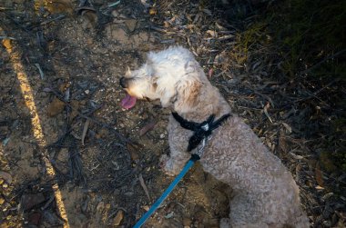 Bir köpek havai görünümü bir leash üzerinde