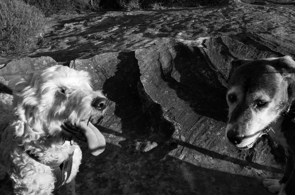 Twee honden op een ruige Rock bij zonsondergang — Stockfoto