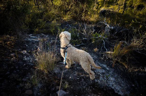 Perro parado en la roca en el arbusto australiano —  Fotos de Stock