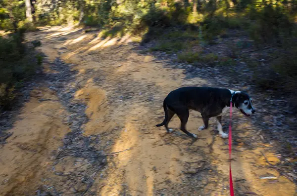 Wandelen met de hond in de Australische Bush — Stockfoto