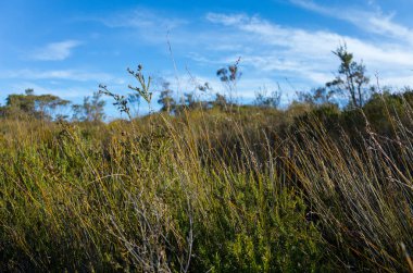 Yerel çalılar, Avustralya Bush yatay