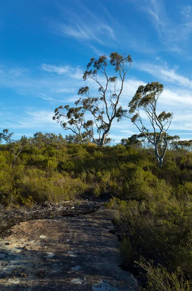 Paesaggio australiano di Bush con arbusti nativi e albero di eucalipto — Foto Stock