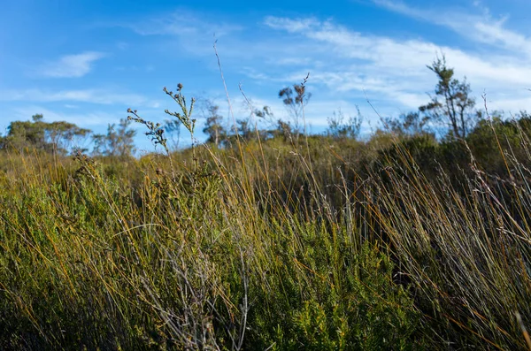Yerel çalılar, Avustralya Bush yatay