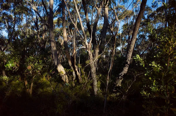 Alberi di eucalipto in una foresta densa nel cespuglio australiano — Foto Stock
