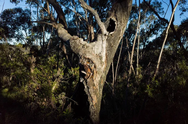 Oude steile Eucalyptus boom — Stockfoto