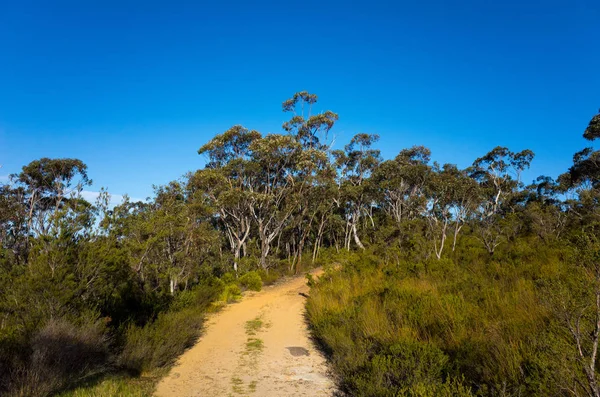 Feldweg, der durch einen Wald aus Eukalyptusbäumen führt — Stockfoto