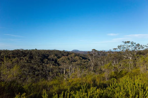 Mountain Valley con alberi di eucalipto nel cespuglio australiano — Foto Stock