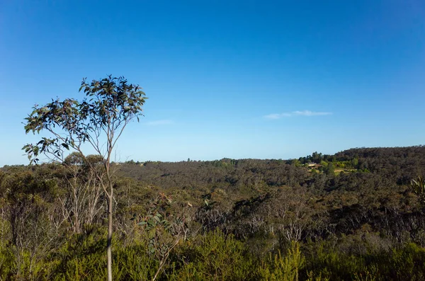 Горная долина с эвкалиптовыми деревьями в австралийском кусте — стоковое фото