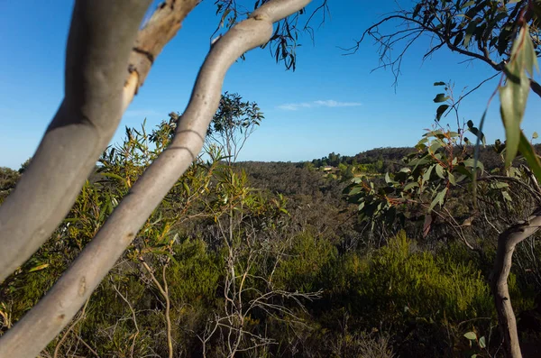 Mountain Valley con alberi di eucalipto nel cespuglio australiano — Foto Stock