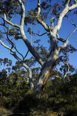 Avustralya Bush görkemli okaliptüs ağacı