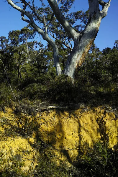 Cross Section of a Layer of Soil Beneath Undergrowth and a Eucal — Stock Photo, Image