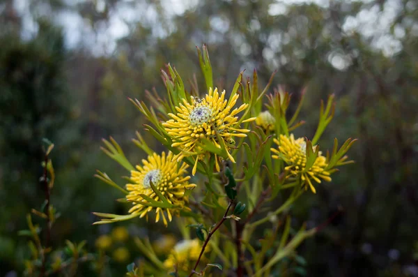 Australian Yellow Bush Flower Narrowleaf Drumstick