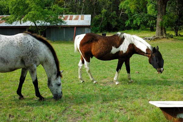 İki atı alan üzerinde otlatma