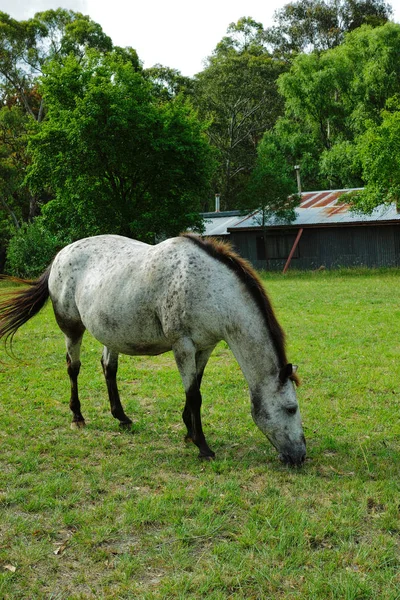 Retrato de caballo, Mare gris —  Fotos de Stock