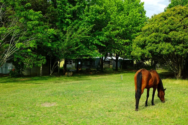 Pâturage de chevaux sur le terrain — Photo