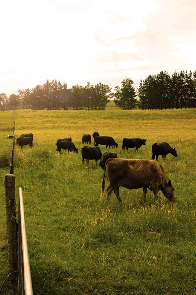 Rinder auf dem Feld — Stockfoto