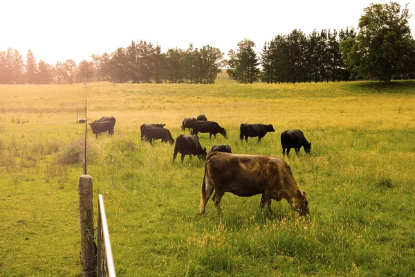 Rinder auf dem Feld — Stockfoto